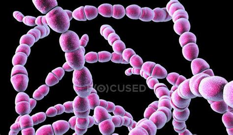 Streptococcus Thermophilus: Un allié précieux pour l'industrie laitière et une explosion de saveurs dans vos yaourts!